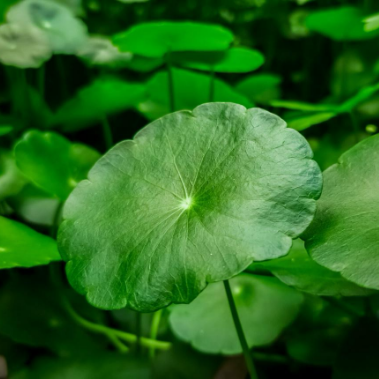 Avant / Après de Centella asiatica